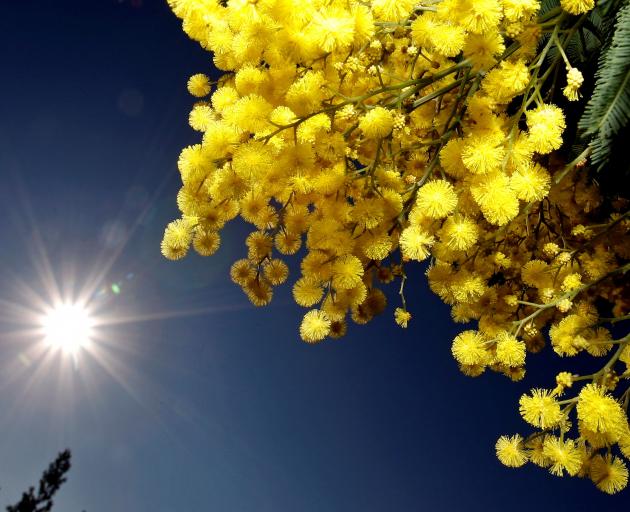Mimosas were chosen as Italy's symbol of International Women's Day in 1946, the year after the...