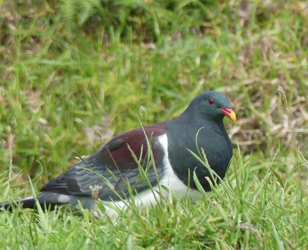 A parea, Chatham Island pigeon, bigger and darker than its New Zealand cousins.