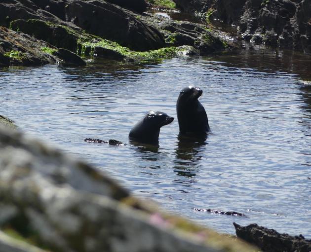 Seals frolic along the rocky north coast.