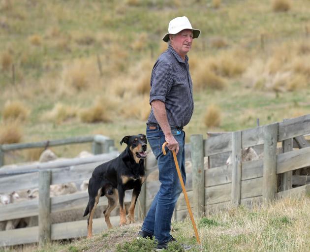 Eric Stringer and dog Paddy eye the sheep. PHOTO: LINDA ROBERTSON