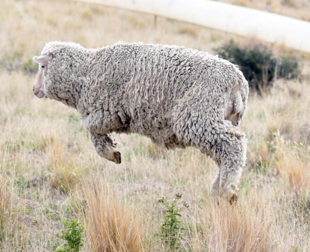 A sheep jumps up after being released from its pen. PHOTO: LINDA ROBERTSON