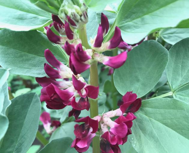 Broad beans can be sown from now until the end of next month. 