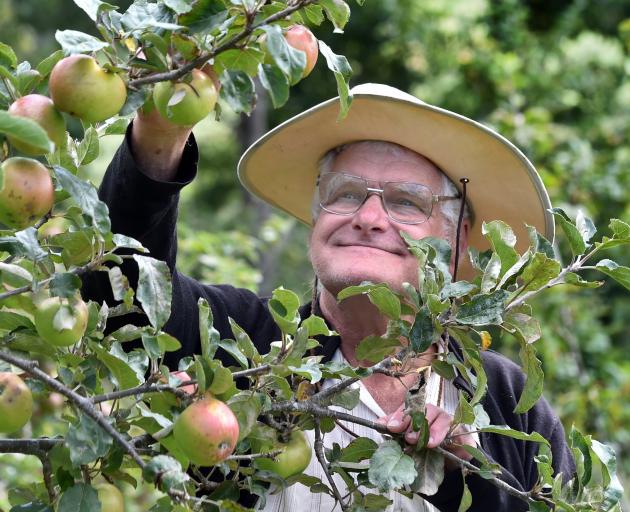 NZ Tree and Crops Association committee member Paul Snyder stands among the apple trees at the Mt...