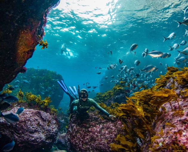 Thomas Pope, of Dunedin, was pictured during his visit to dive in the Poor Knights Islands marine...