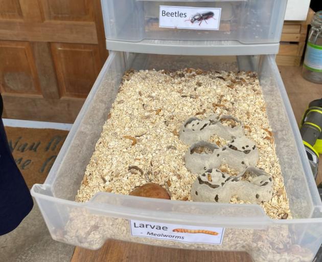 The Little Insect Farm is soon to move fullscale hoping to supply wholesale. Photo: RNZ/Leah Tebbutt