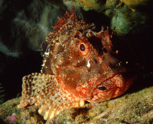 A red scorpion fish matua whaapukui.