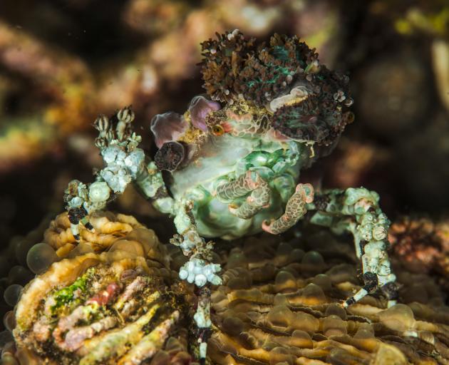 A decorator crab.