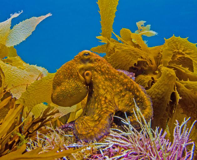 An octopus.
