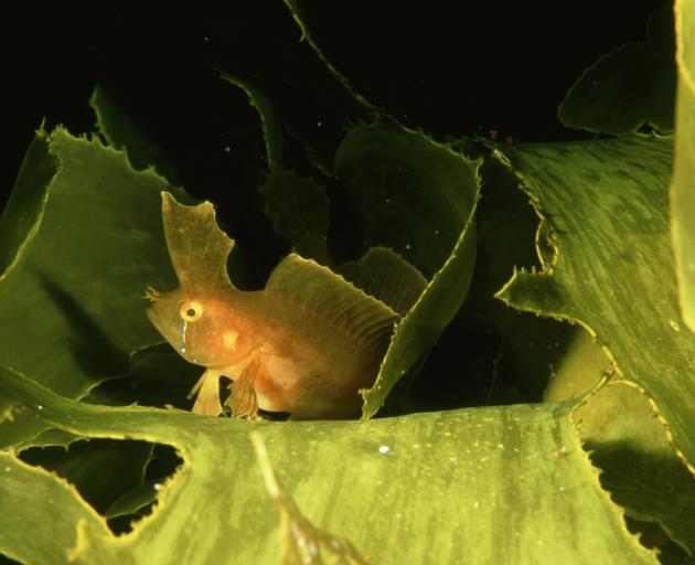 A crested weedfish. PHOTOS: GETTY IMAGES