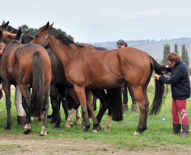 The club’s master — and Jayne’s mother — Anne Beattie grooms her horse. PHOTO: CHRISTINE O’CONNOR