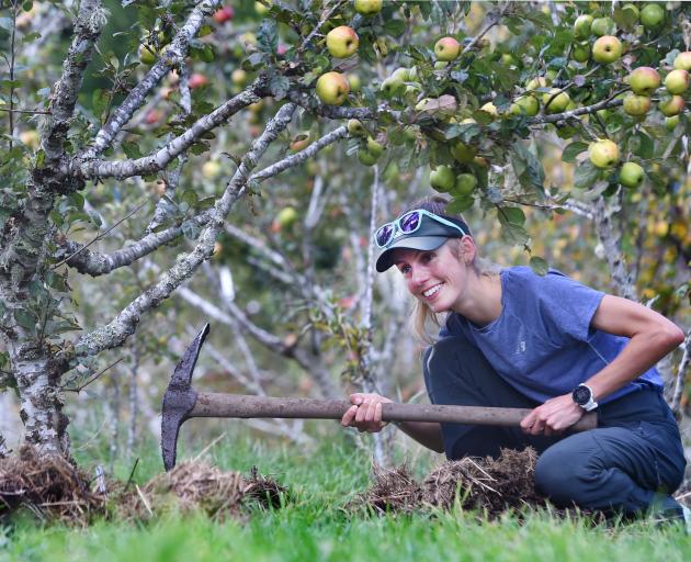 University of Otago student Mandy Lowther (20) helps at a working bee on Saturday in the Volco...
