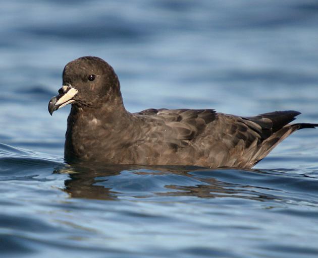 A Westland petrel. TiGa Minerals propose to protect the nearby nesting site of the birds if they...