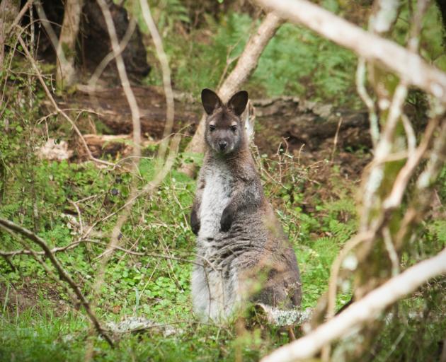 Fewer wallabies means more feed for farmers' stock in South Canterbury. Photo: Allied Press Files