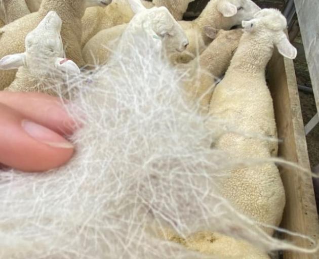 A look at the mixed coat from the first breed. Photo: RNZ/Leah Tebbutt