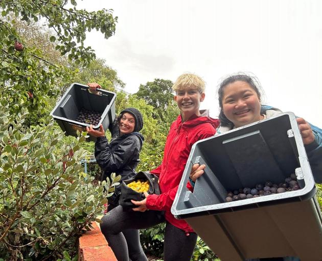 Volunteers (from left) Alex Rinaldi, Renee Fleming-White and Nikki Yap Huber have fun picking...