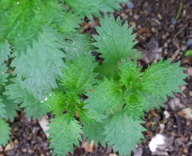 Nettle is high in vitamin A. PHOTO: GILLIAN VINE/ODT FILES