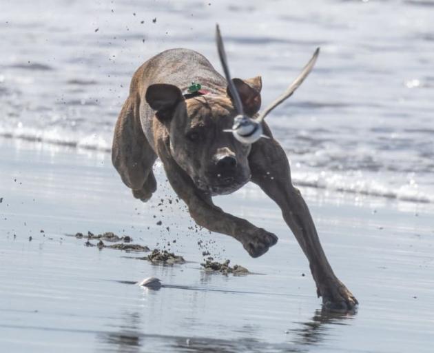 A dog chases a banded dotterel bird at the Ashley River. There are concerns they are also...