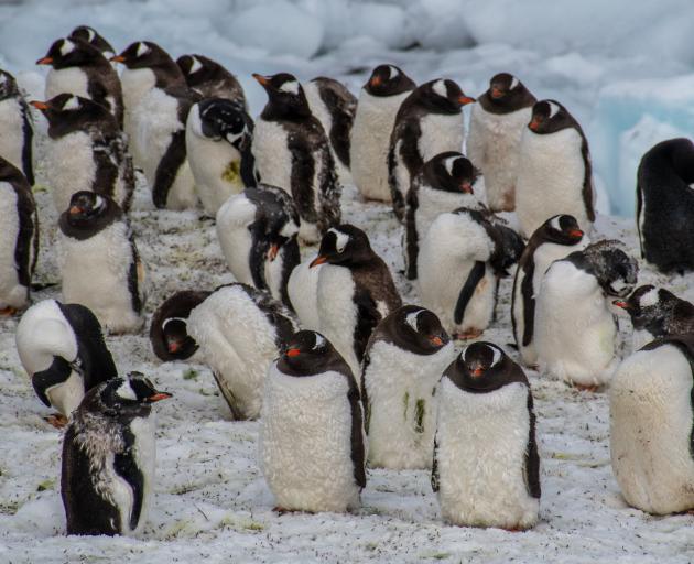 Gentoo penguins display their plumage.