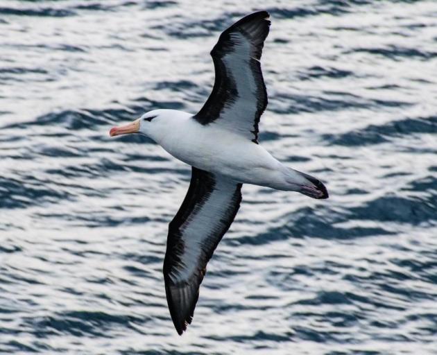 A black-browed albatross soars above the ship.