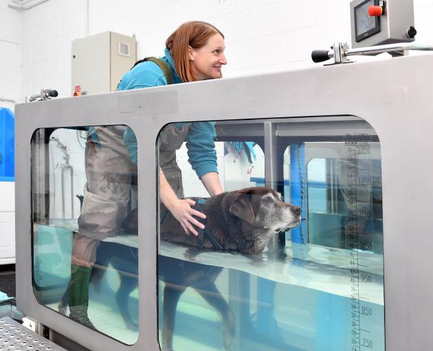 Maddy (14) undergoes hydrotherapy on an underwater treadmill to maintain mobility, helped by Aqua...