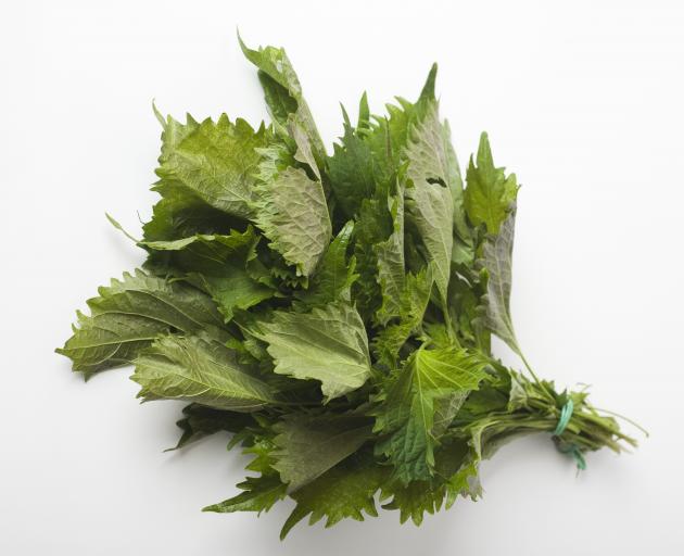 Shiso (also known as Perilla). PHOTO: GETTY IMAGES