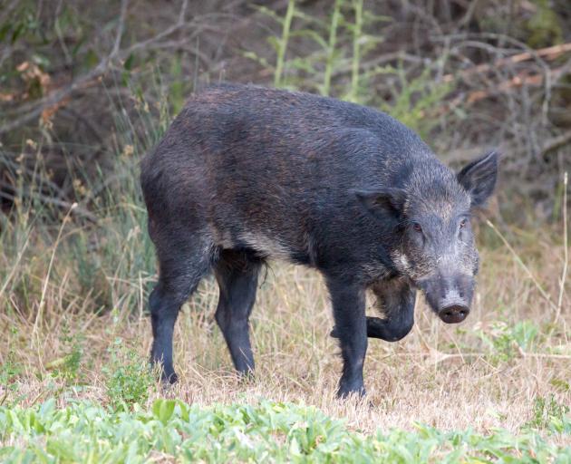 In March, a large wild boar charged at St Bathans resident Steven Easton. File photo: Getty Images