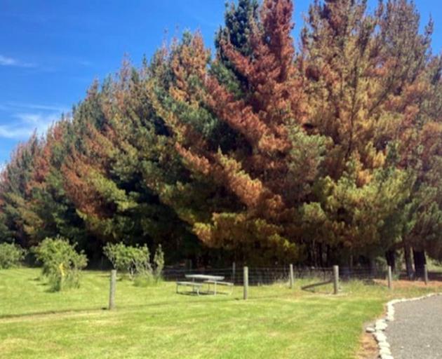 Some of the hundreds of trees poisoned in Tuatapere late last year. PHOTO: ANNE HORRELL 
