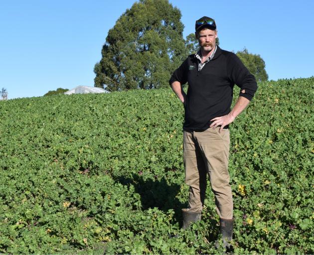 Catalyst Performance Agronomy agronomist Craig Cox stands in a crop of raphanobrassica at a Beef ...