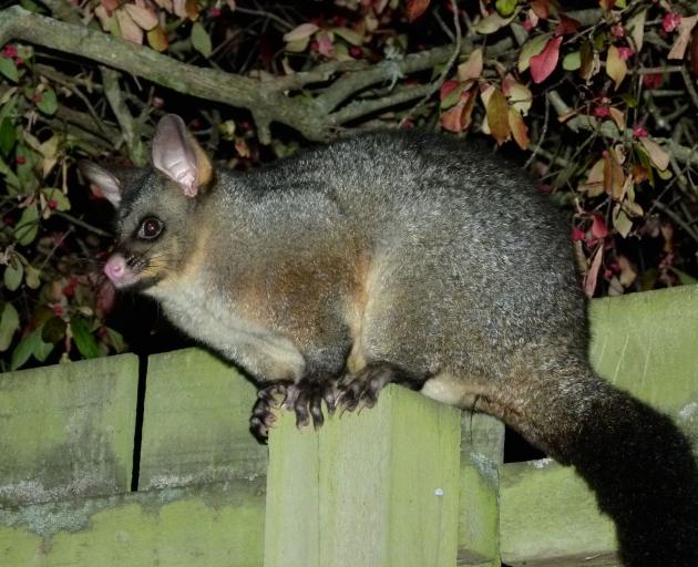 Well-fed possums like these ones are munching their way through native and exotic trees in...