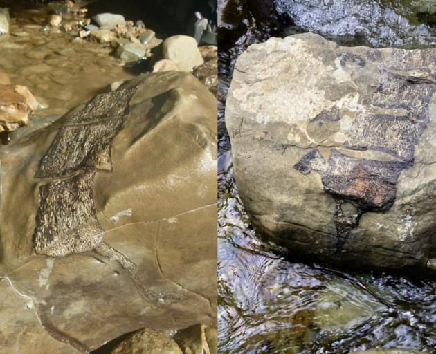Fossils belonging to an elasmosaurus found in Hawke's Bay. Photo: GNS / Supplied