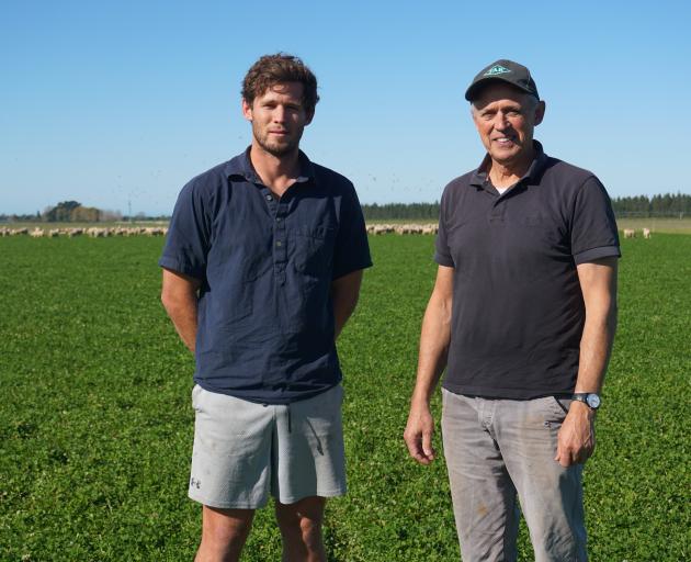 Mid Canterbury farmers Pieter-Taco Bierema and father Steven Bierema graze lambs on a harvested...