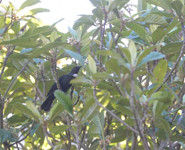 A tūī feeds in a loquat tree (Eriobotrya japonica) at the Dunedin Botanic Garden. PHOTO: LINDA...