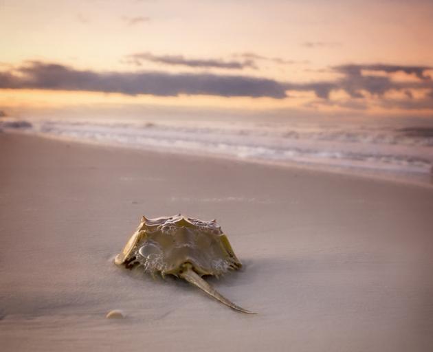 Crustaceans such as horseshoe crabs first appeared in the lower Paleozoic Era. But despite their...