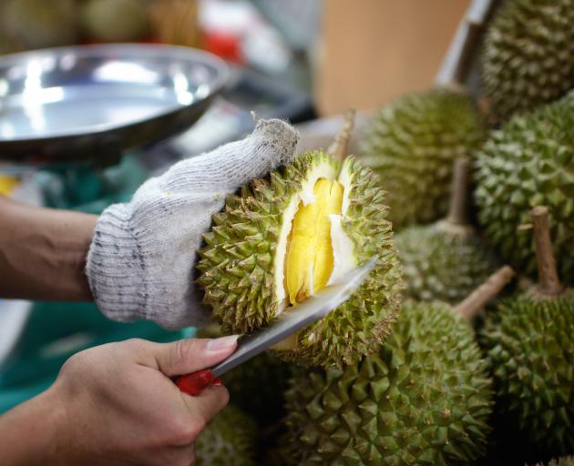 People flock to Penang for durian during harvesting season.