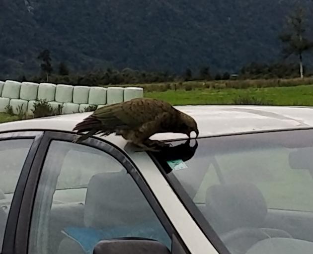 A young kea pecks a rubber windscreen at Turiwhate, 12km inland from the town of Kumara (Kohimara...