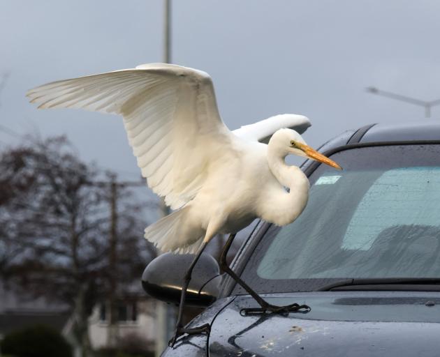The rare white heron/kotuku was spotted this week near the Waihopai river in Invercargill. PHOTO:...
