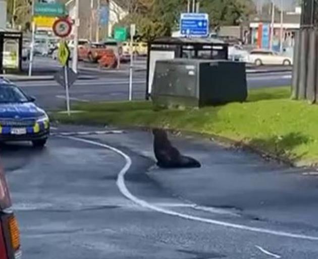 Rogue seal causes havoc in Auckland's Papakura. Photo: Jonny Wimpress