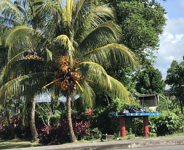 A rubbish stand beside a coconut palm with a mango tree behind it.