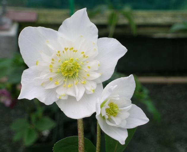 A semi-double (anemone-centred form) of H. niger.