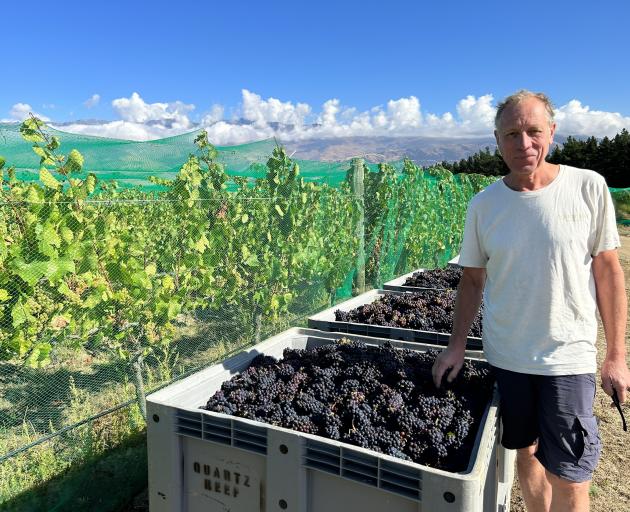 Quartz Reef Winery winemaker Rudi Bauer checks the grapes on the first harvest day this year....