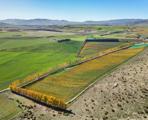 The Quartz Reef estate vineyards are for sale, along with the wine business. PHOTO: SUPPLIED