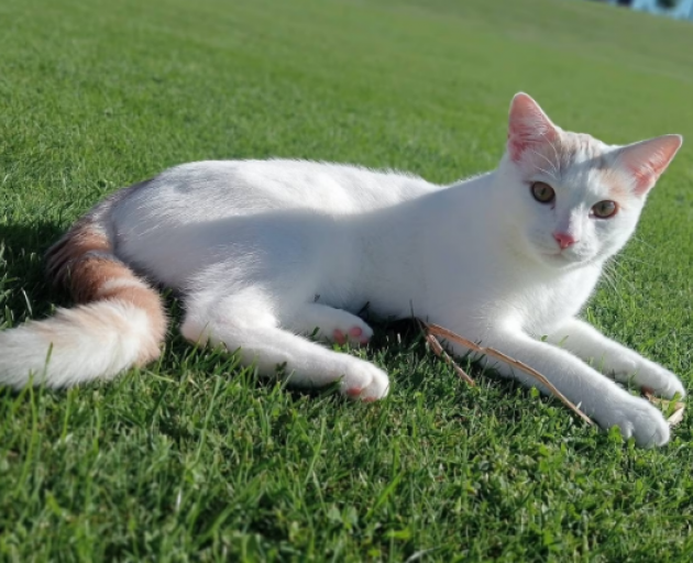 Beloved pet cat Tom died after being found with a gunshot wound. Photo: Supplied
