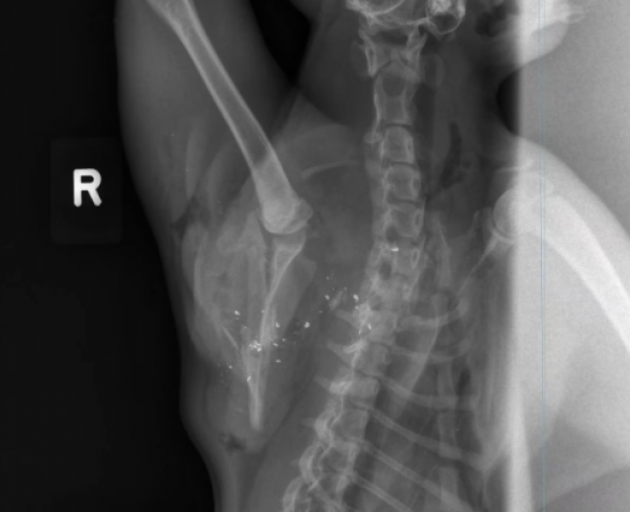Tom suffered a gunshot wound to his shoulder blade that shattered the bone and ultimately killed...