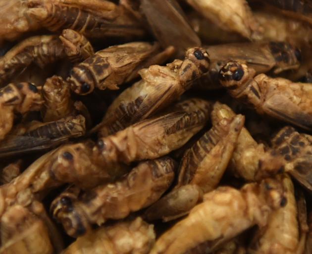 Cricket ice cream does not have an overpowering taste, and has an ‘‘excellent nutritional...