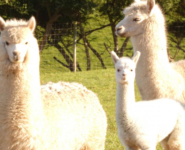 Ian Knowles keeps alpacas, ostriches, peacocks, deer, turkeys, partridges and quails as well as...