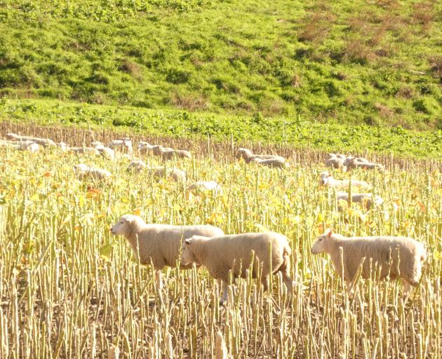 Ian Knowles’ flocks are dining on a winter feed mix of kale, turnips, swedes, ryecorn, prairie...
