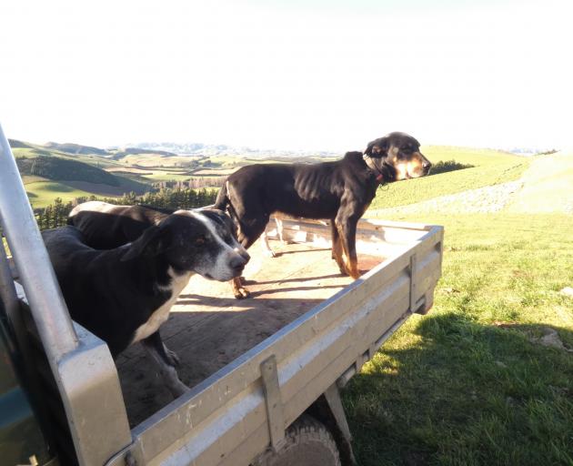 Friday is dog training day at Ian Knowles’ Glenmark Springs farm in North Canterbury’s Waipara...