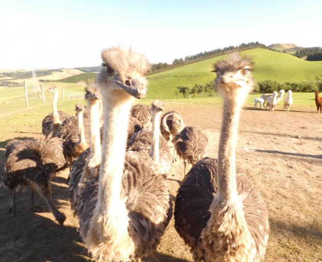 Ostriches have a good home at Ian Knowles’ Glenmark Springs farm in North Canterbury’s Waipara.