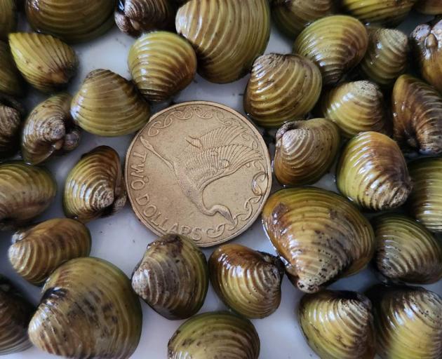 Freshwater gold clams are displayed with a coin for scale. PHOTO: SUPPLIED