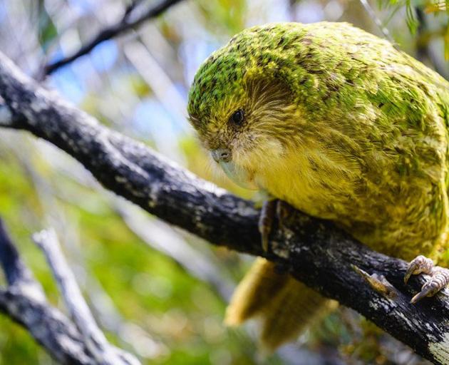 Bunker is one of four kākāpō who headed to the North Island yesterday. PHOTO: JAKE OSBORNE/DOC